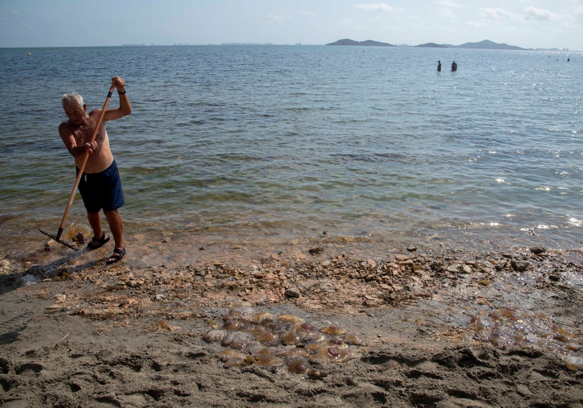 Un vecino de Punta Brava (Cartagena) retira ejemplares de medusas 'huevo frito' del Mar Menor.