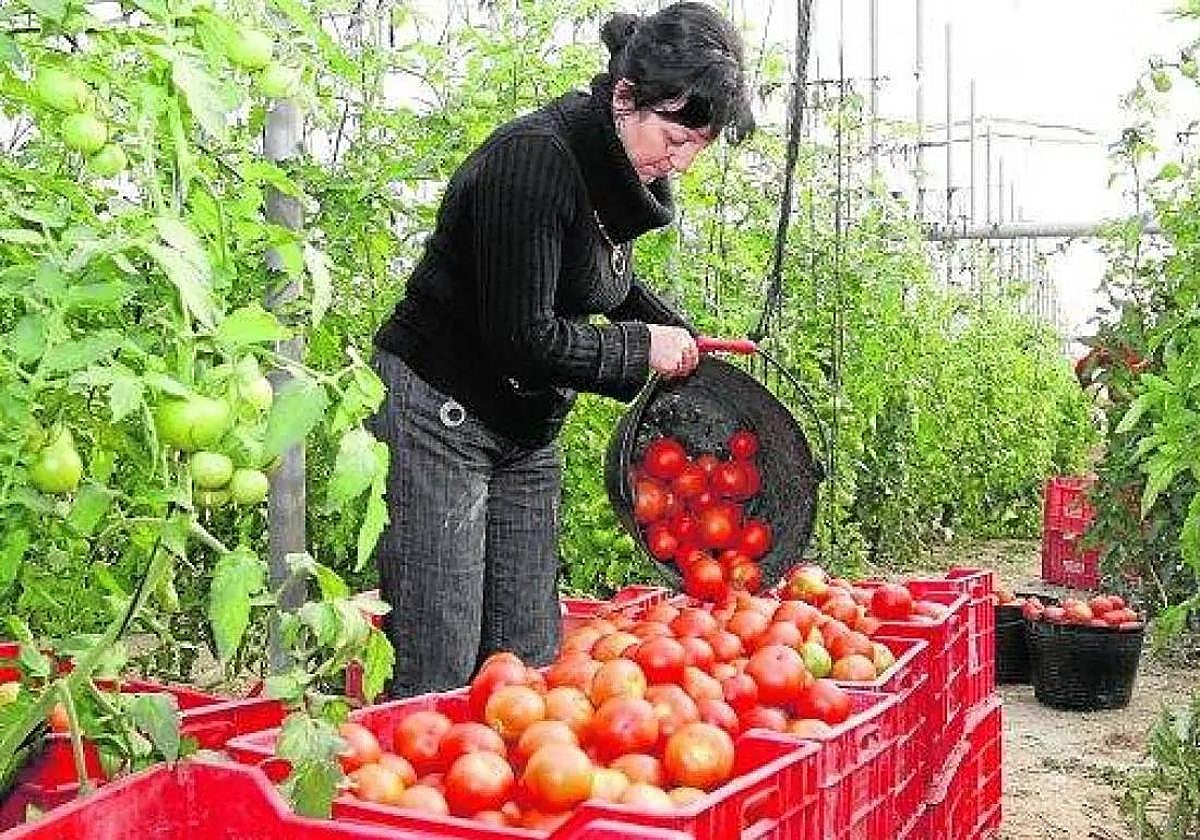 Foto de archivo de una horticultora recolectando tomates en su invernadero.