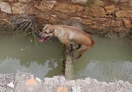 El perro rescatado.