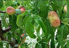 Melocotones dañados por el pedrisco caído este año en Cieza.