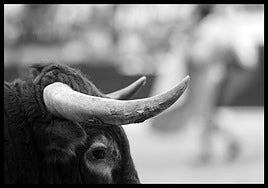 Los toros y el minotauro