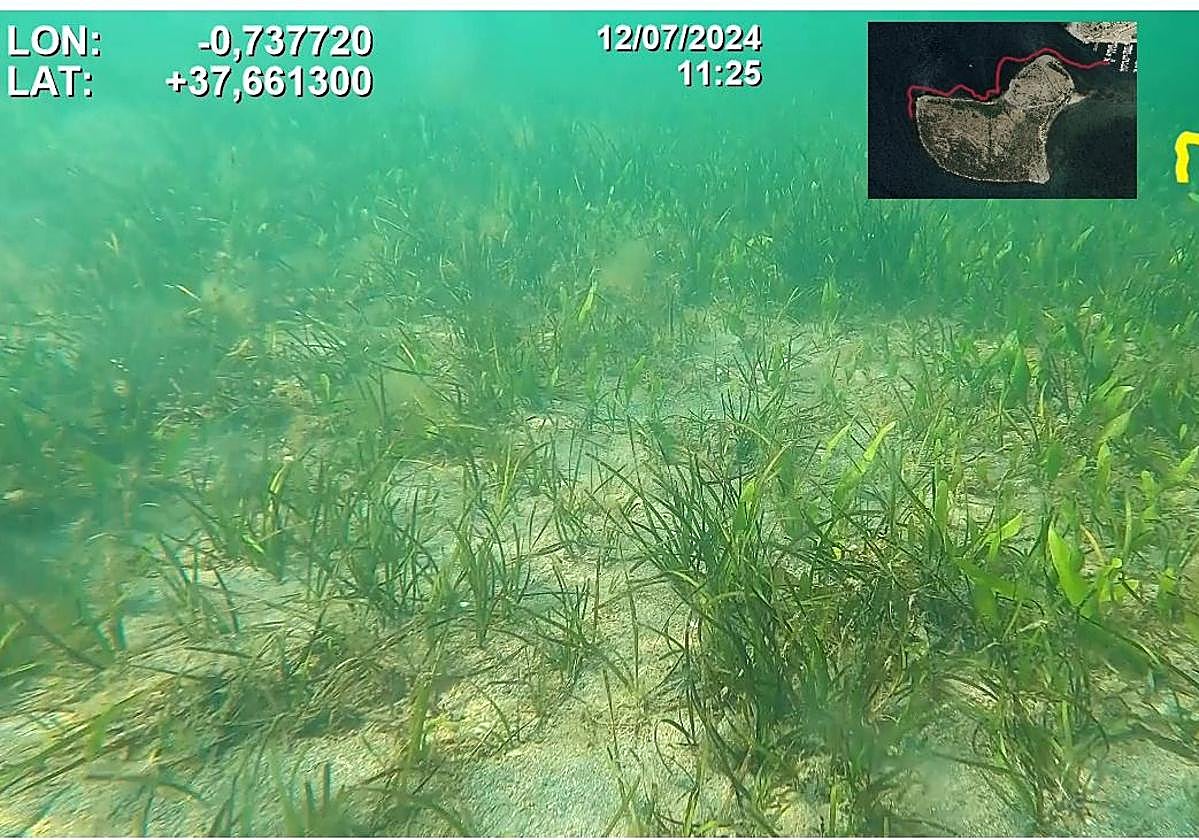 Pradera mixta de 'Cymodocea nodosa' y 'Caulerpa prolifera', junto a la isla del Ciervo, en una imagen tomada el pasado 12 de julio.