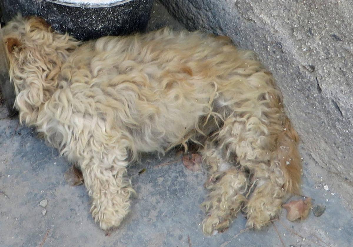 El perro hallado muerto en el patio interior de la vivienda.