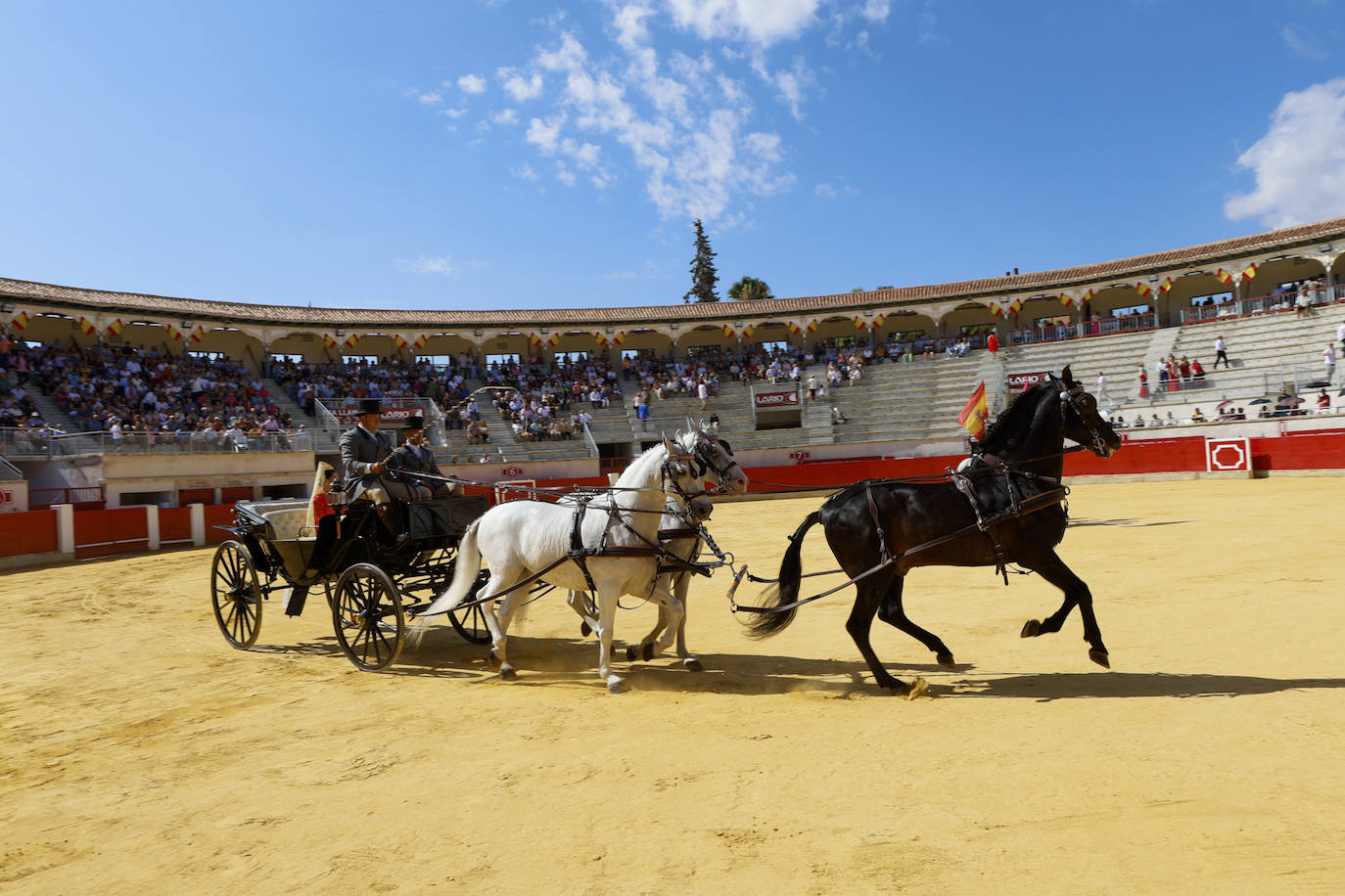 Las imágenes de la exhibición de enganches en Lorca