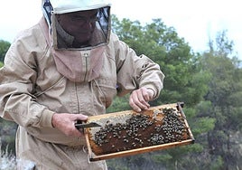 Un panal de abejasen la Región de Murcia.
