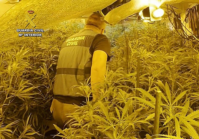 Foto de una de las habitaciones utilizadas para el cultivo de la droga.