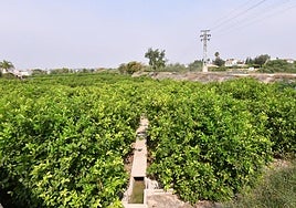Bancal de limoneros en la pedanía murciana de Nonduermas, ayer.