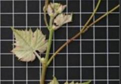 Monastrell y Cabernet Sauvignon