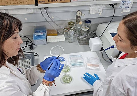 La técnico de laboratorio Sandra Correa y la estudiante de doctorado Raquel Martínez, trabajando con muestras en el Cebas-CSIC.