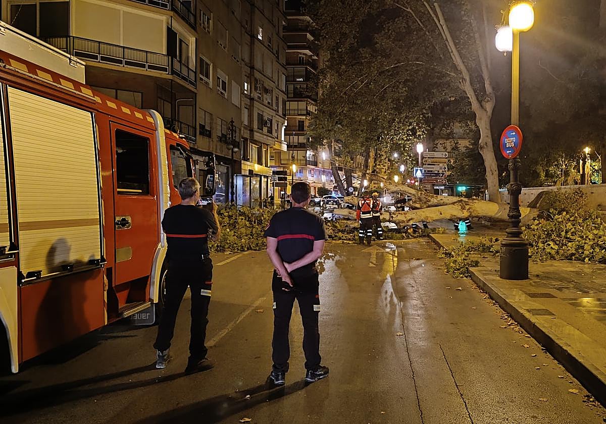 Cae un árbol de grandes dimensiones en pleno centro de Orihuela