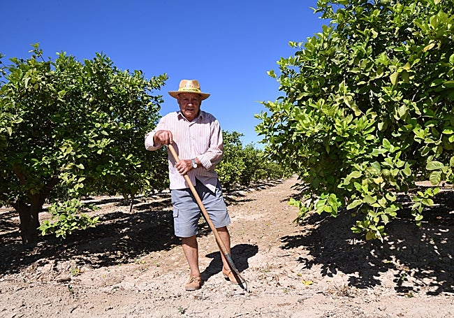 Manuel Espinosa, en sus cuatro tahúllas de limoneros en Beniel.