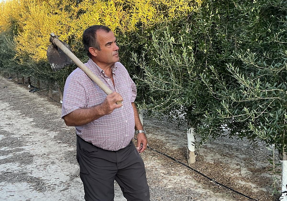 Rafael Giménez, en su finca de olivos de Cieza.