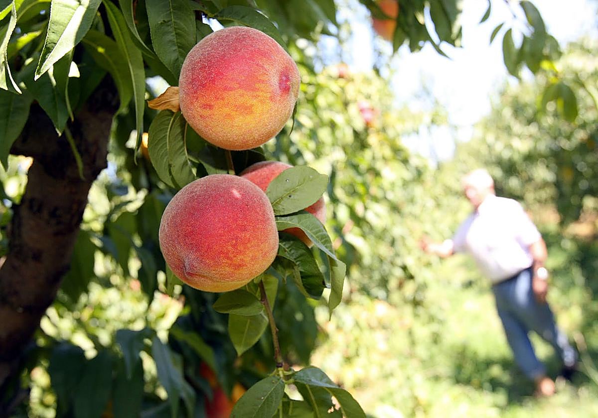 Campo de melocotones en una imagen de archivo.
