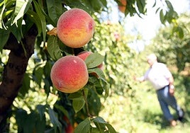 Campo de melocotones en una imagen de archivo.