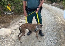 Un agente traslada a la perra tras ser encontrada en Librilla.