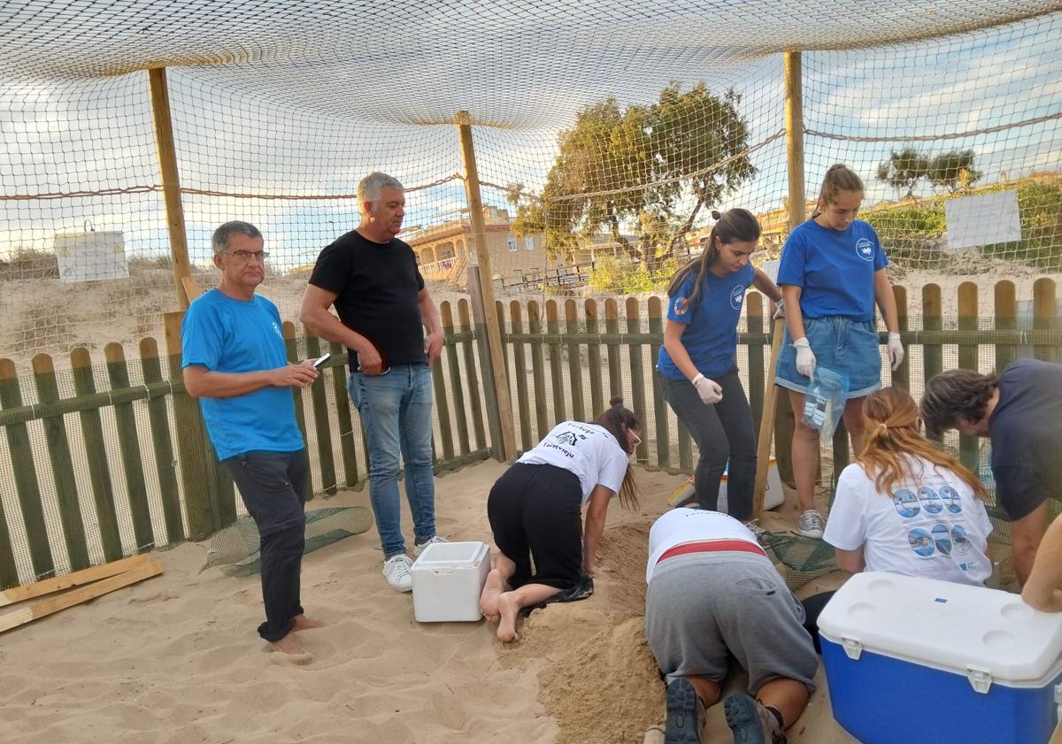 Imagen principal - 51 tortugas nacen del segundo nido que &#039;Pura Vida&#039; puso en la playa de La Mata en Torrevieja