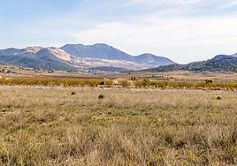 Terrenos agrícolas junto al caserío de los Frailes, donde se proyecta la macroplanta en Abanilla.