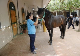 Caballo de Pura Raza Española en el Cifea.
