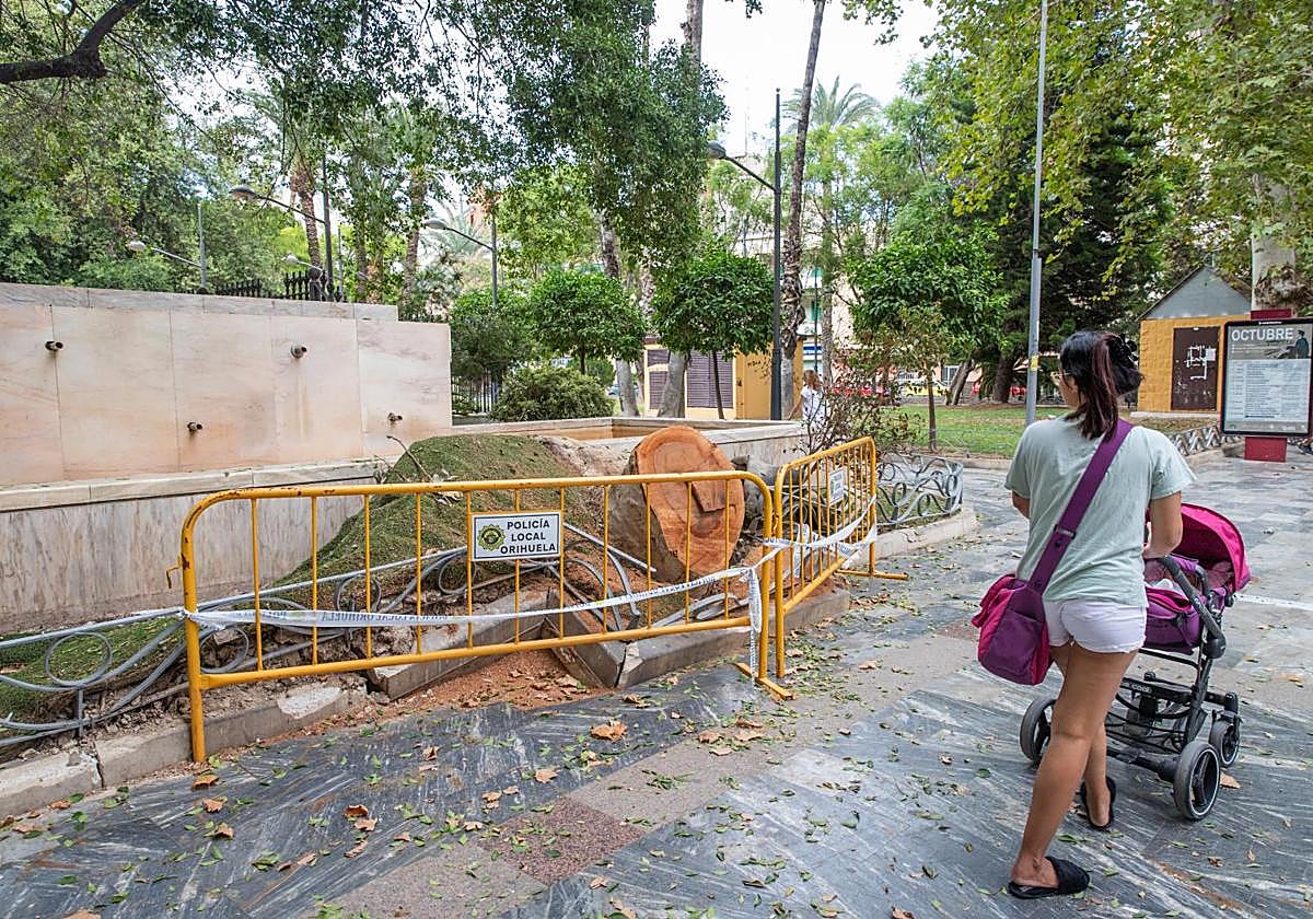 Alcorque sobre el cual estaba plantado el árbol de grandes dimensiones que cayó al suelo hace una semana.