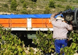 Vendimia en las fincas de Bodegas Juan Gil, Jumilla.