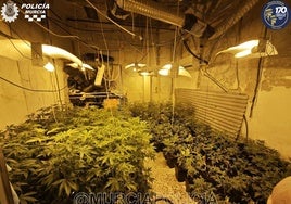 Foto de las plantas de marihuana incautadas por la Policía.