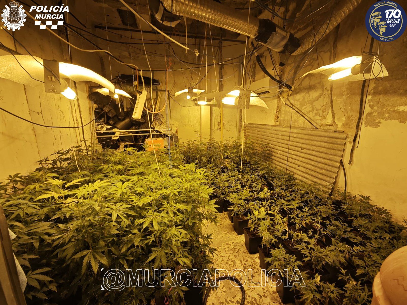Foto de las plantas de marihuana incautadas por la Policía.