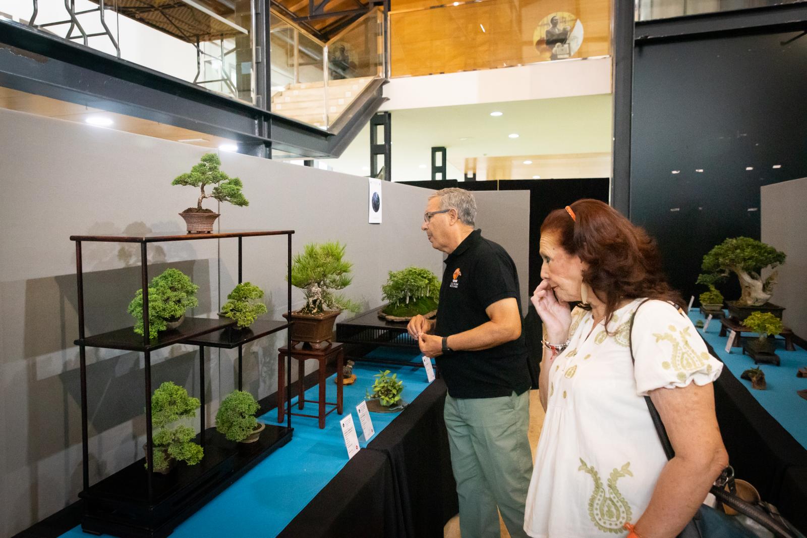 La exposición de bonsáis de Orihuela, en imágenes