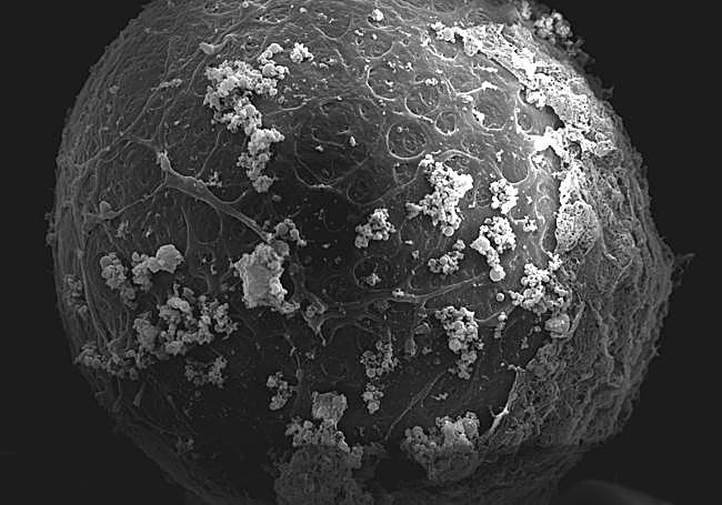 El material utilizado a escala nanométrica se une en esta investigación a la 'zona pelúcida', una capa extracelular que rodea a los óvulos.