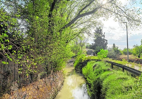 Olmos junto a la acequia mayor Aljufía, a su paso por la pedanía murciana de Rincón de Beniscornia.