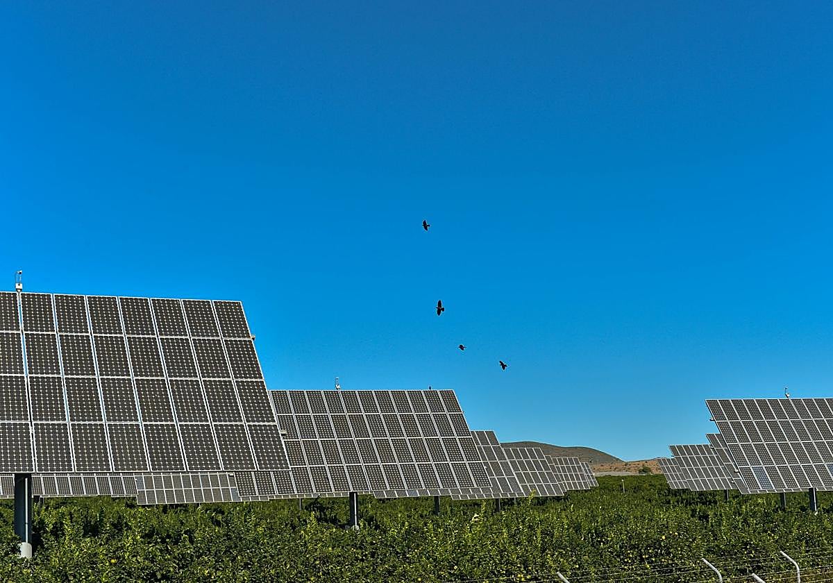 Cultivos de limonero con placas solares.