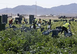 Jornaleros recogen lechugas en una explotación agraria del Campo de Cartagena.