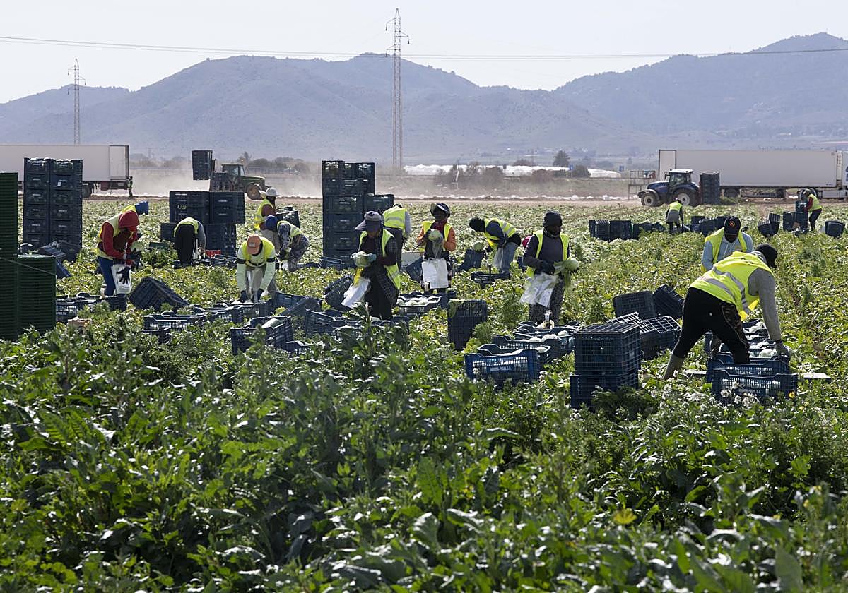 Jornaleros recogen lechugas en una explotación agraria del Campo de Cartagena.