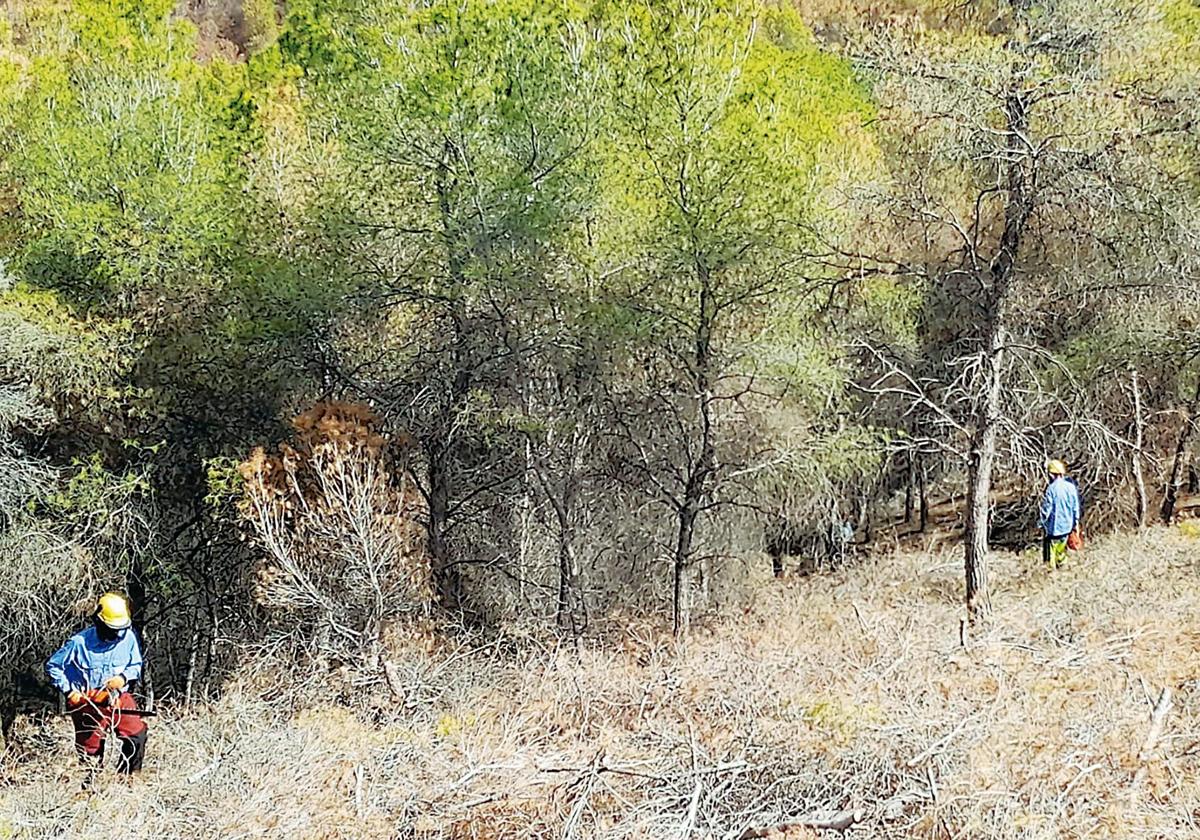 Operarios contratados por la Comunidad Autónoma, trabajando en un pinar de este espacio natural.