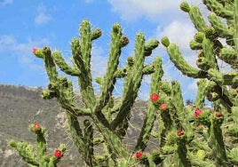 'Cylindropuntia tunicata' (oveja echada), una de las especies invasoras.