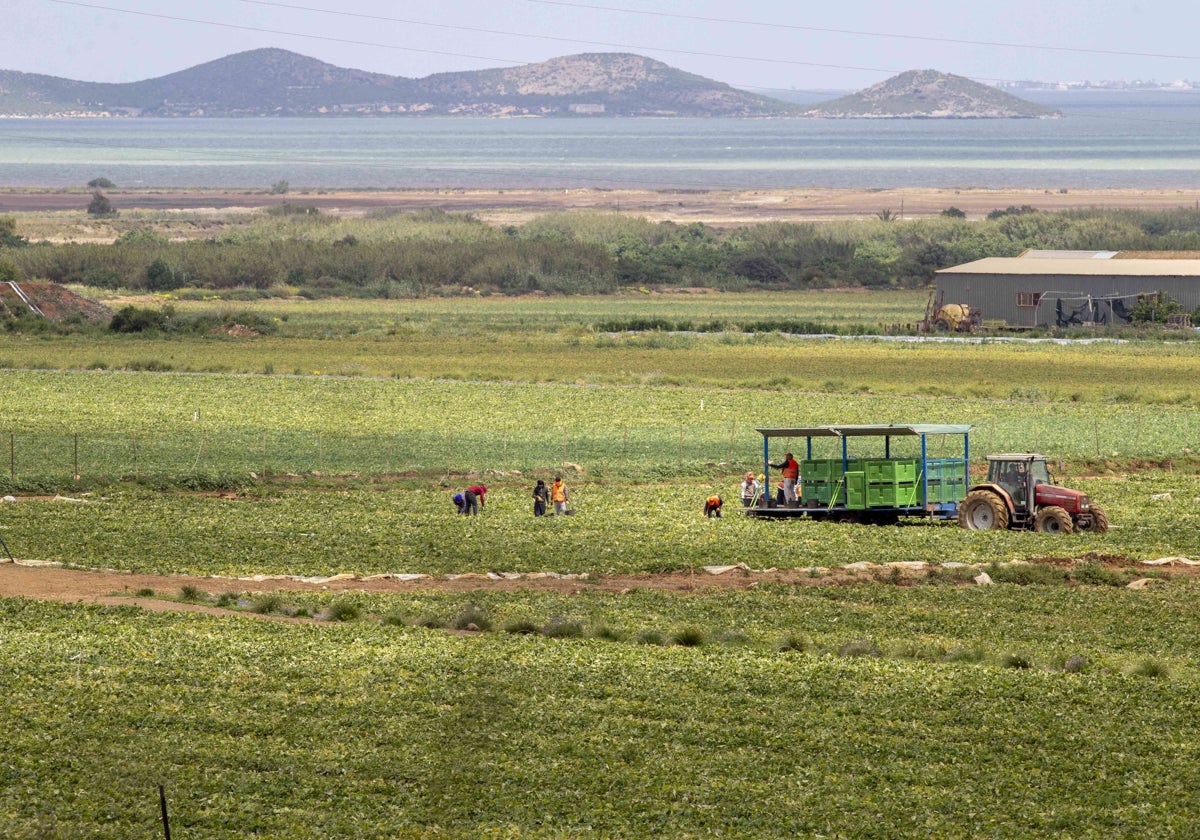 Jornaleros en plena recolección en una finca próxima a la laguna del Mar Menor.