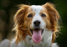 Un perro, en una imagen de archivo.