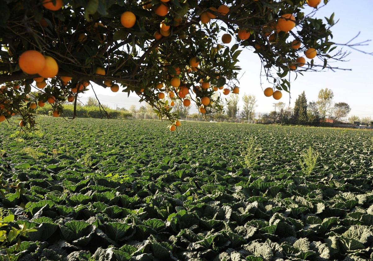 Huerta de Murcia.