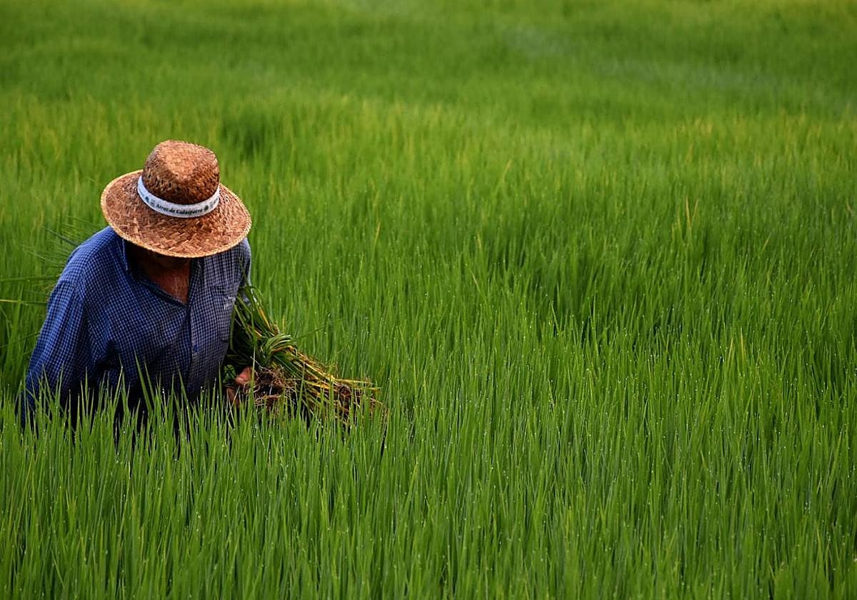 Un arrocero enun campo del cereal en Calasparra.