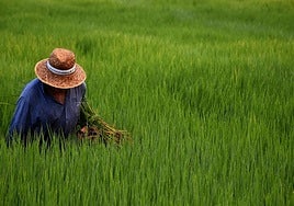 Un arrocero enun campo del cereal en Calasparra.