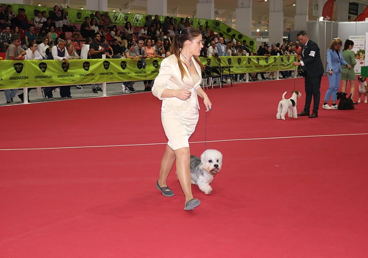 El Concurso de Belleza incluye campeones de raza procedentes de diferentes países.