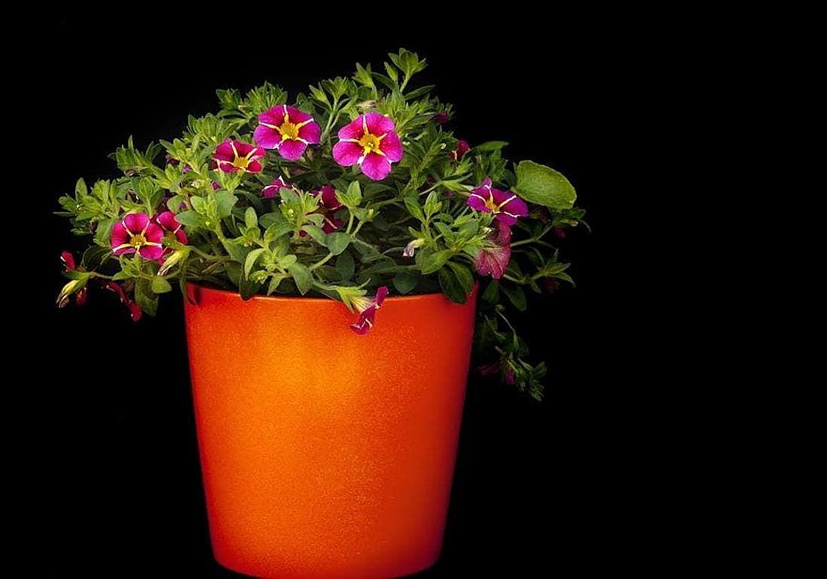 Tres trucos caseros y económicos para que tus plantas siempre luzcan perfectas.