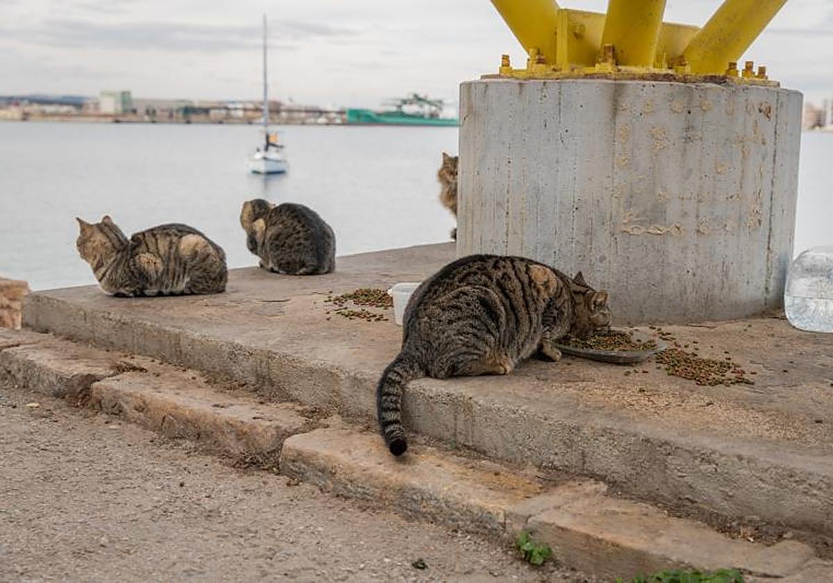 Un grupo de gatos callejeros come pienso bajo las escaleras del paseo voladizo del dique de Levante.