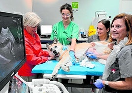 Rosario, la dueña de la perra 'Arla', tranquiliza al animal mientras la veterinaria Amalia Agut y dos sanitarias le realizan una ecografía.