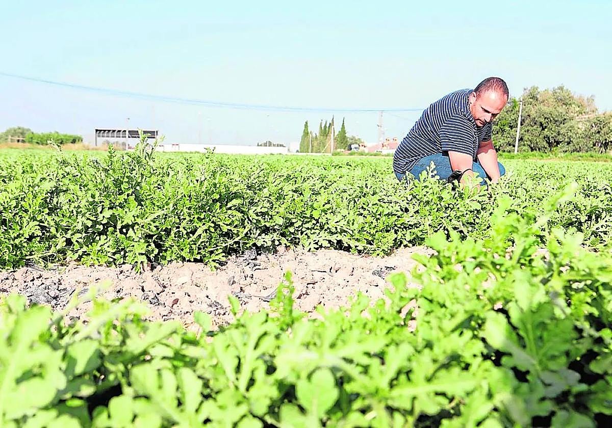Un agricultor ecológico supervisa un cultivo de sandías, en una imagen de archivo.