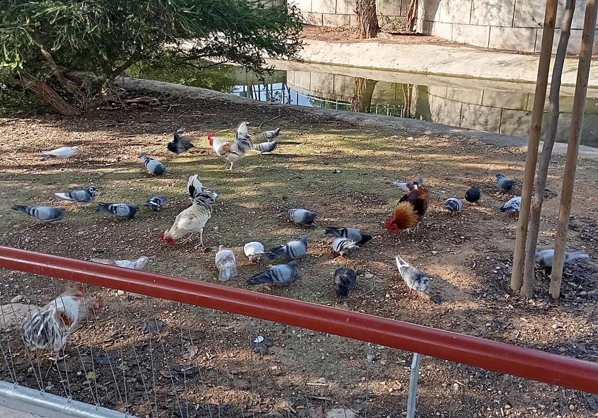 Varios ejemplares de gallo, este miércoles, en el parque murciano.