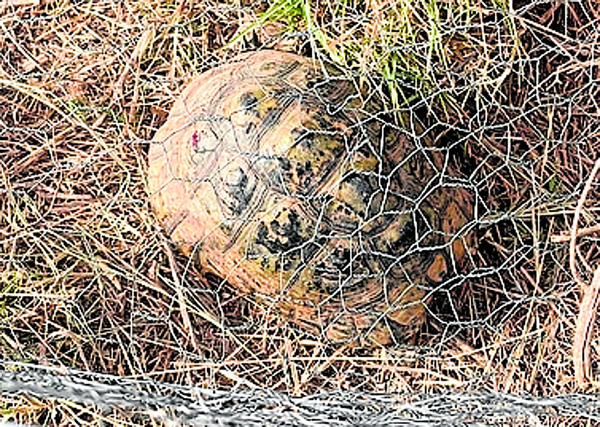 Imagen secundaria 1 - Arriba: Al inicio del recorrido, los voluntarios registran viento y temperatura, y la hora. Abajo: Crías y adultas, junto al vallado. Un ejemplar adulto (i) detectado junto a la malla conejera entre la ladera de Cabo Cope y la RM-D15; y cría (d) detectada este otoño. 