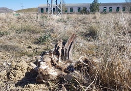 Cadáver de un buitre leonado que murió por electrocución en Lorca, junto a un cebadero, en 2023.