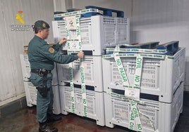 El boquerón inmaduro incautado por la Guardia Civil.