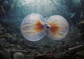 Una de las imágenes de la muestra, tan bellas comoinquietantes, tan misteriosas como hermosas.