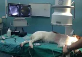 ¿Has tenido gastos veterinarios este año? Estos son los casos en los que puedes desgravar la factura